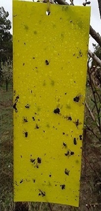 کارت زرد جاذب حشرات (چسب حشره)